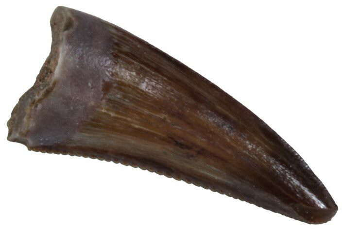 Triassic Fossil Avemetatarsalian (Dromomeron) Tooth - Texas #315772